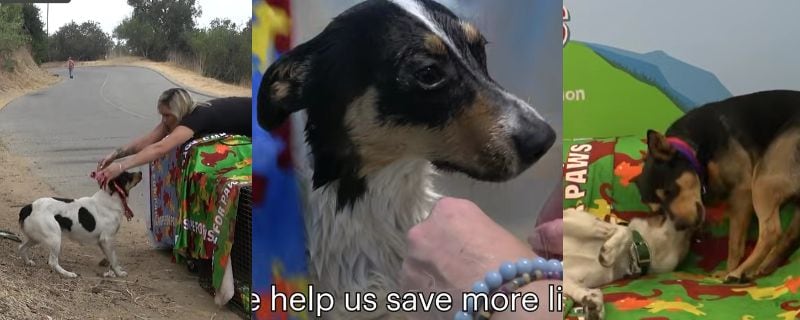 出所：<u><a href="https://www.youtube.com/watch?v=gRdztxfmXj8&t=2s" target="_blank">@hopeforpaws</a></u>