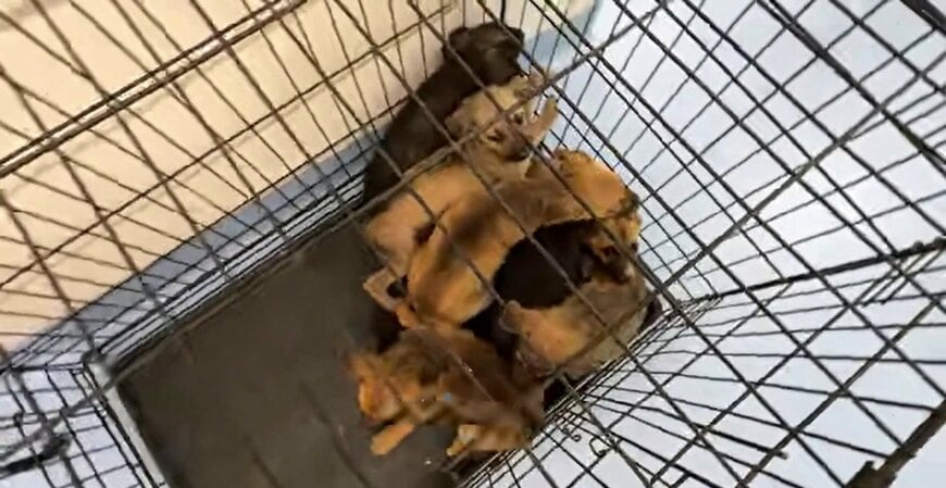 保護施設のケージの中で身を寄せ合う子犬たち