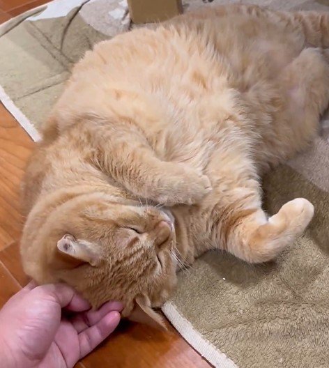 甘えん坊さんな猫