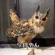 【フクロウの誕生日】祝福に「ありがほぅ」と返事するも…その後の「愛情の裏返し」にほっこり