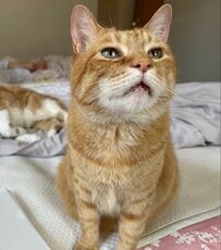 まるで人間！茶トラ猫ちゃんの愛らしい〈夏の寝起き顔〉ショットにほっこり 