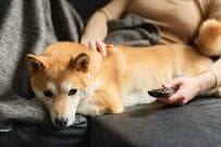 頑張って手術を乗り越えた「柴犬のしょんぼり顔」が話題　「あんよとおちりが切ない…」