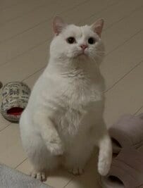 【まるでペンギン？】真っ白な猫ちゃんの立ち姿がペンギンみたい！　まんまるなお顔に眉間のシワが愛しさ満点