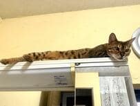 スリムな猫ちゃんのお昼寝場所は意外な場所？　ドレッサーの上がシンデレラフィット！　抜群の安定感でまったり