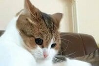 【猫パンチする猫ちゃん】飼い主のちょっかいで狩猟本能がオン　夢中で遊ぶ様子に悶絶