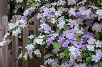 【夏にいい香りの花が咲く】暑さに強く美しい《草花・花木》おすすめ9選で癒しの夏庭づくり