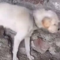 鎖に繋がれ「石を投げられていた犬」を保護→穏やかな日々を手に入れる軌跡に応援の声「罪のない命を救ってくれてありがとう」