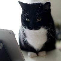 タブレット端末を見つめる猫ちゃん…画面に表示されたものと真剣な表情が話題