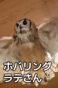 【開いてへんやん】ハウスに入ろうとするもホバリングして戻るフクロウ「必死な顔が可愛い」と大反響