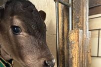 生後10日の“牛”を見ると…　口から「ミヤマクワガタ」をぶら下げるシュールな姿に笑ってしまう