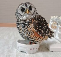 【水入れに入るフクロウ】「暑いときは脚を冷やすの」と訴える顔がかわいいと話題に！