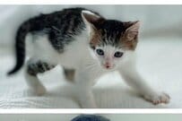 元保護猫さんが2年後…変わらない「おもちゃへの反応」が可愛い