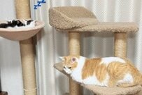 母性溢れる猫が話題に　まるで親のような行動に「幸せな光景ですね」