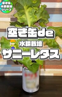 食費の節約に【サニーレタス水耕栽培】土いらずで一年中育つ！？生育比較や8回収穫の様子もご紹介