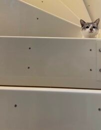 「あれ？いないなー」猫の居場所に気づかないフリをしたら…かわいいリアクションが11万表示