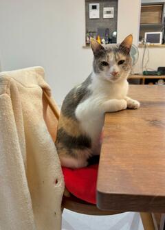 「←いつもの姿　同居猫といる姿→」　表情を変える猫ちゃんの姿にビックリ！