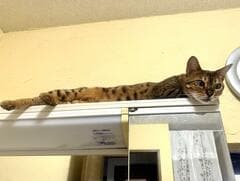 スリムな猫ちゃんのお昼寝場所は意外な場所？　ドレッサーの上がシンデレラフィット！　抜群の安定感でまったり
