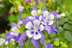 うちの庭に「植えてよかった！」毎年《長い期間花が咲く》植えっぱなしOKの春植え多年草10選