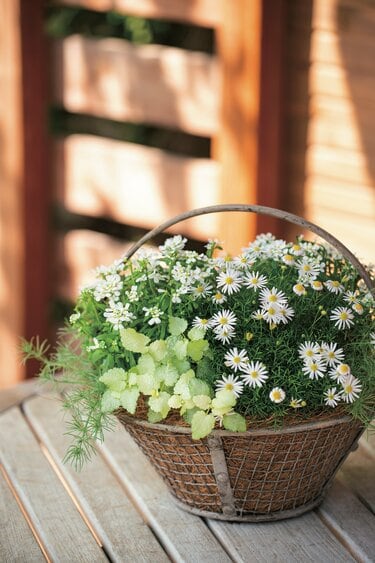 【SALE】春の陽だまり ❁⃘*.゜寄せ植え（大） 初心者必見】かんたん！かわいい！長もち！ 3種で作る春の寄せ植え