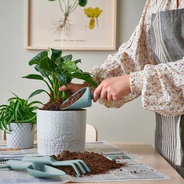 IKEA】ではじめるグリーンライフ！初心者でも育てやすい〈観葉植物