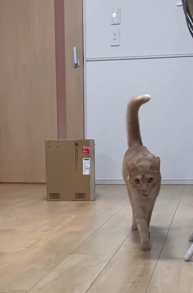 投稿動画のワンシーン