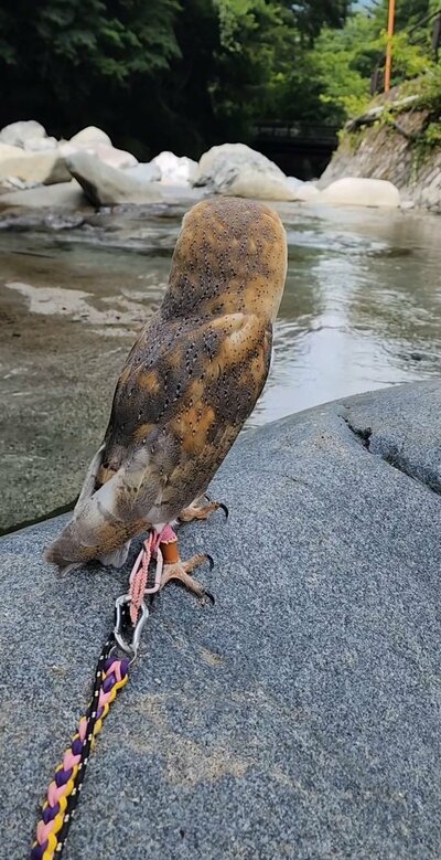 投稿動画のワンシーン