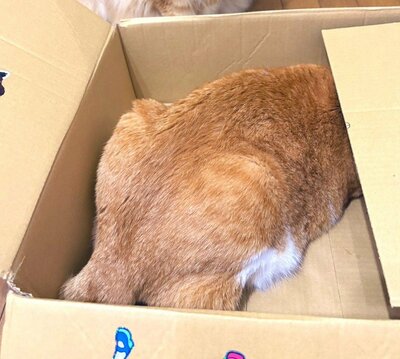 ふうたくん…隠れてるつもり？