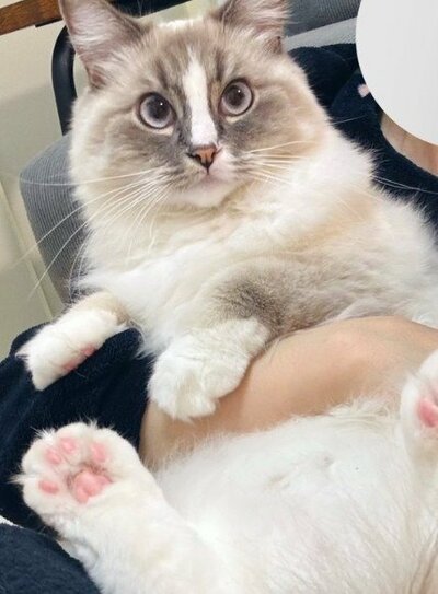 美猫なピノちゃん