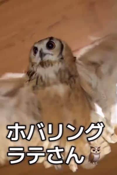 飛ぶフクロウ