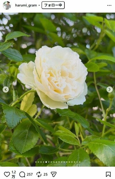 栗原はるみのInstagram投稿