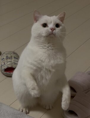 【まるでペンギン？】真っ白な猫ちゃんの立ち姿がペンギンみたい！　まんまるなお顔に眉間のシワが愛しさ満点