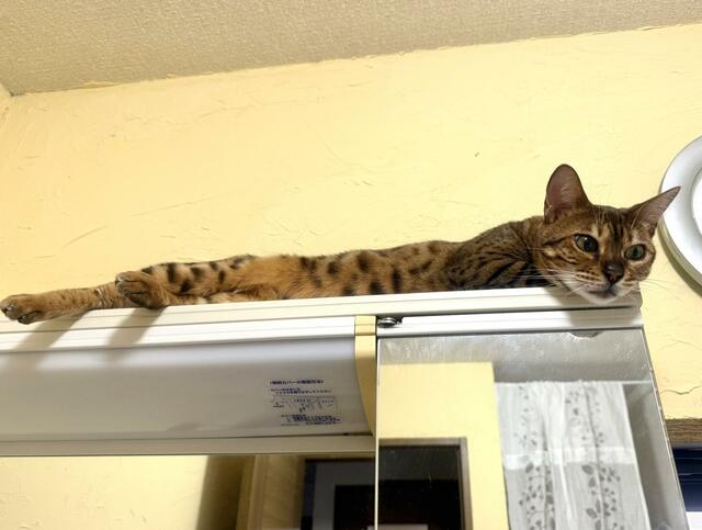 スリムな猫ちゃんのお昼寝場所は意外な場所？　ドレッサーの上がシンデレラフィット！　抜群の安定感でまったり