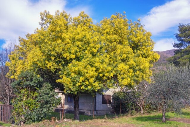 【ガーデニング】植えてはいけないシンボルツリー？管理が大変な庭木5選と対処法