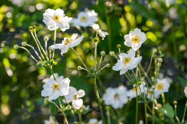 【節約ガーデニング】植えっぱなしで一年中白い花が咲く「ホワイトガーデン」多年草・低木10選 