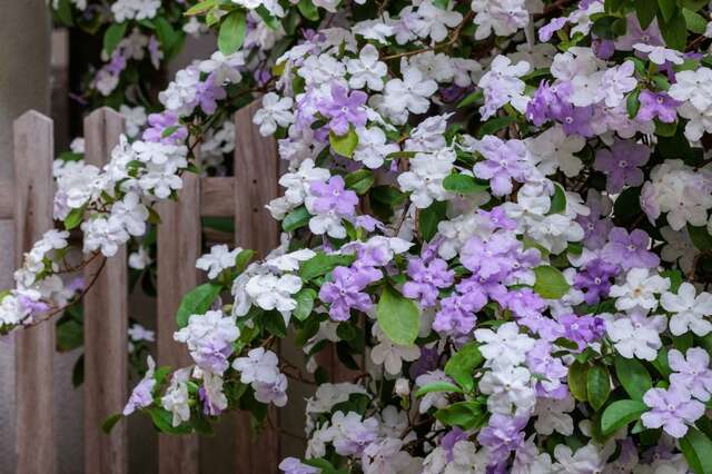 【夏にいい香りの花が咲く】暑さに強く美しい《草花・花木》おすすめ9選で癒しの夏庭づくり