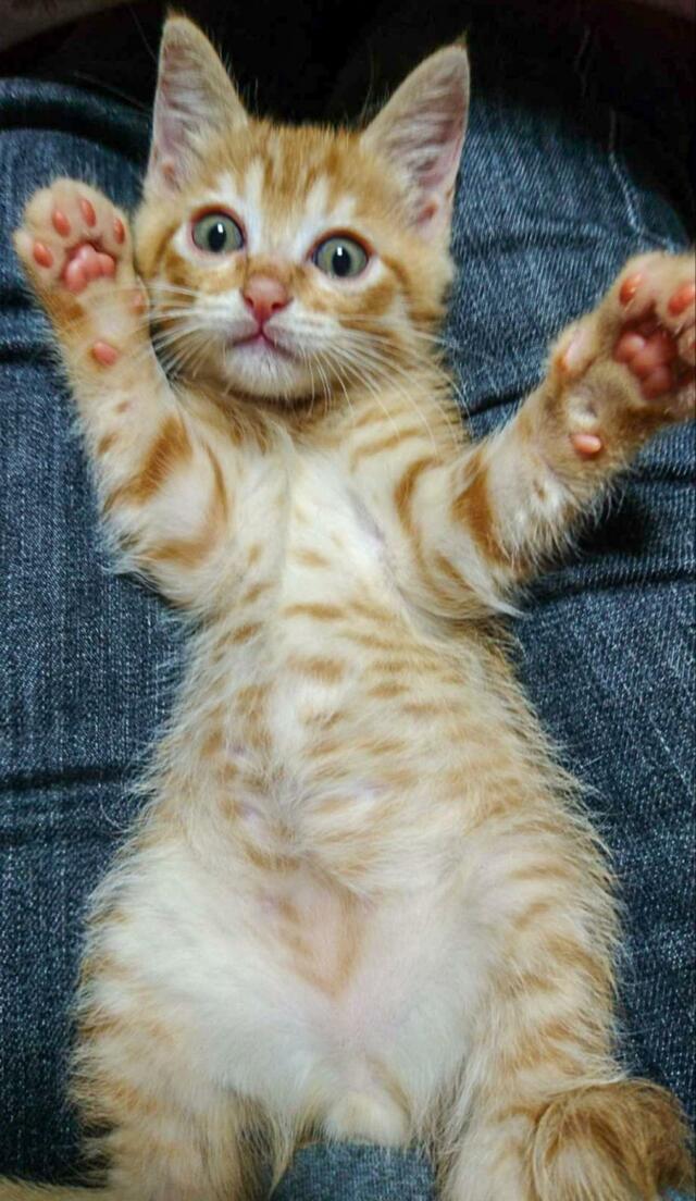 【子猫→成長後】猫の意外な変化が話題！思わず目を疑う表情に「迫力満点ですね」の声