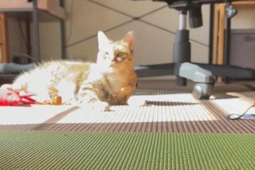 「え、夏もどったん？」季節感がバグる猫様の日向ぼっこ動画が話題