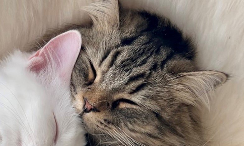 出所：@meltube_cat