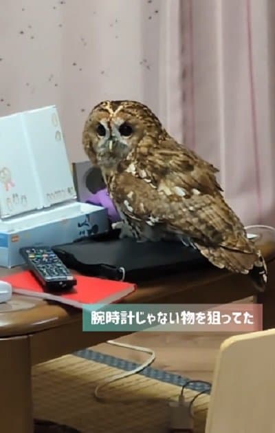 出所:@mori_luna_tawny_owl