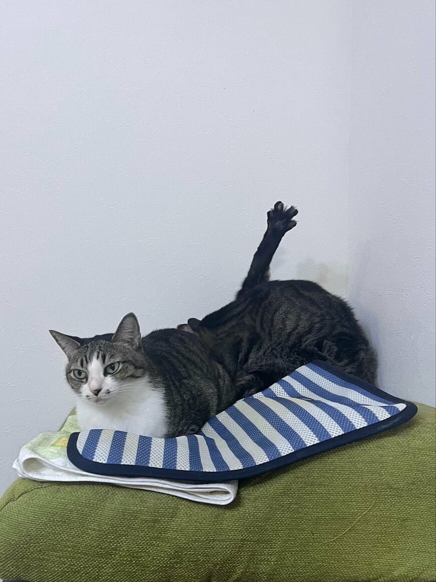 たしかに「変な形」の猫ちゃん