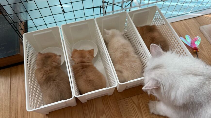 ラーメン屋方式？！個室で食事をする仔猫たち　並んだ後ろ姿の可愛さに15万回超え表示