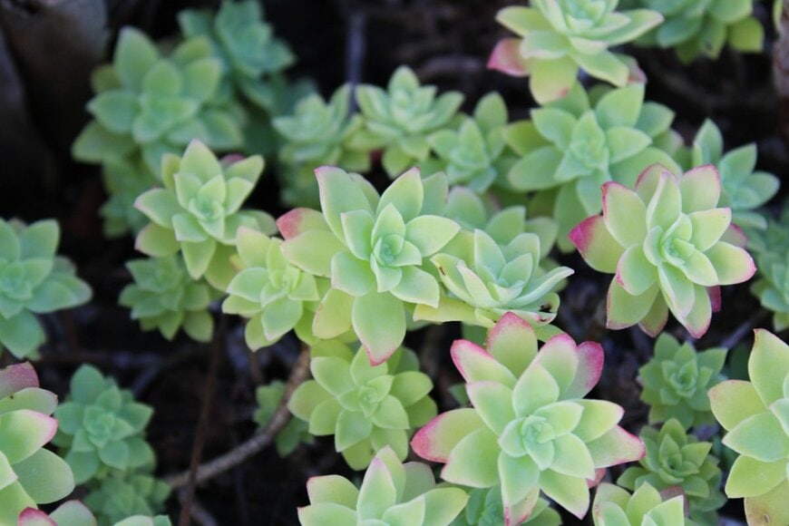 The_Botanist_Traveler/shutterstock.com