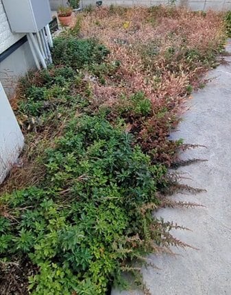 「綺麗に仕事されてて見ててスッキリ」広島市の一軒家〈荒れ果てた雑草だらけの庭〉→スッキリ清潔な〈美しい庭〉に雰囲気ガラリ