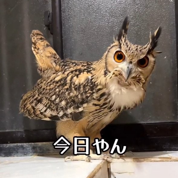 【フクロウの誕生日】祝福に「ありがほぅ」と返事するも…その後の「愛情の裏返し」にほっこり