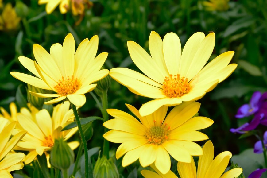 maeterlinck/Shutterstock.com