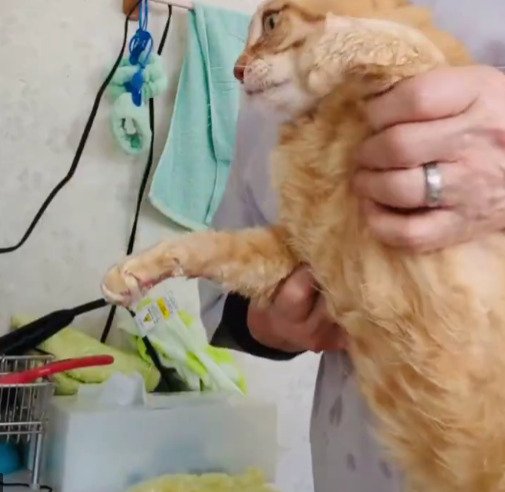 「いーやあーーぁぁぁ」汚れた足を洗われる猫ちゃん　鳴き声をあげながら大抵抗する様子に1000超えいいね