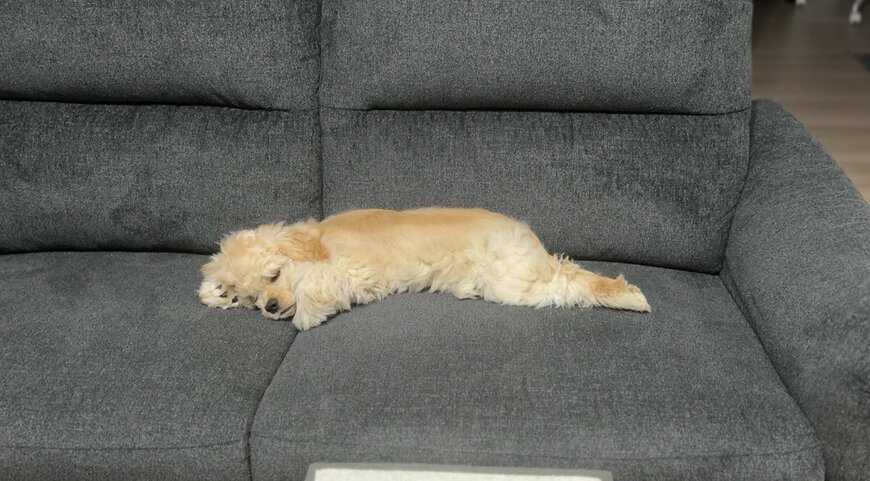 出所：@paru88888888