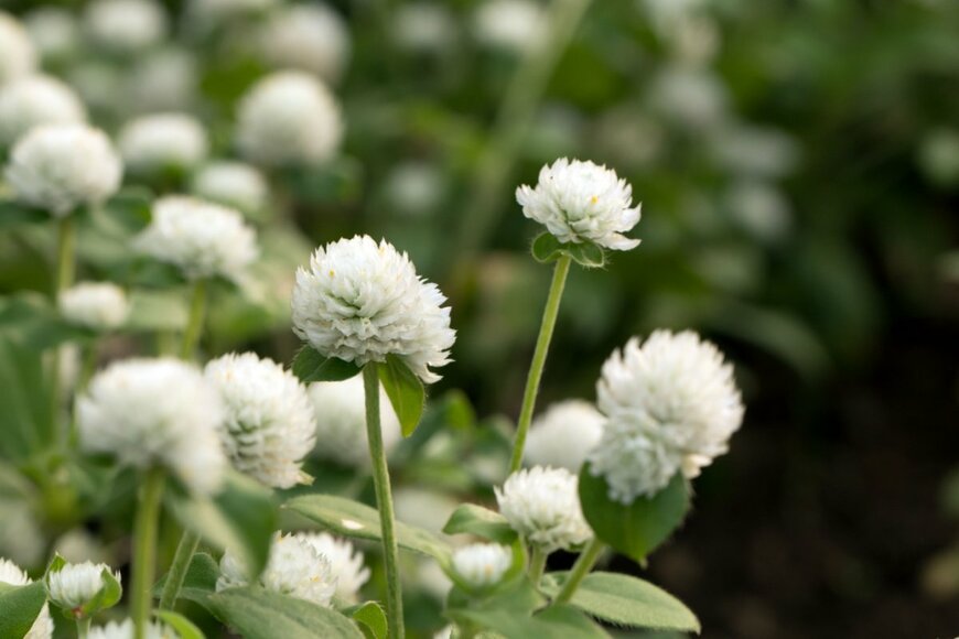 Skyprayer2005/shutterstock.com