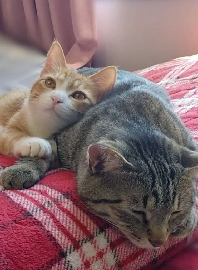 出所：@mero627puri914