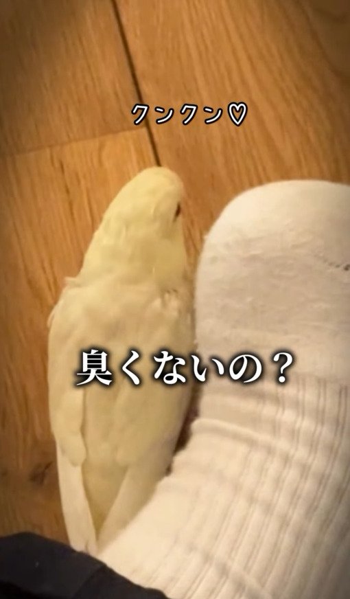 出所：@daiinkoteikoku_soraoto